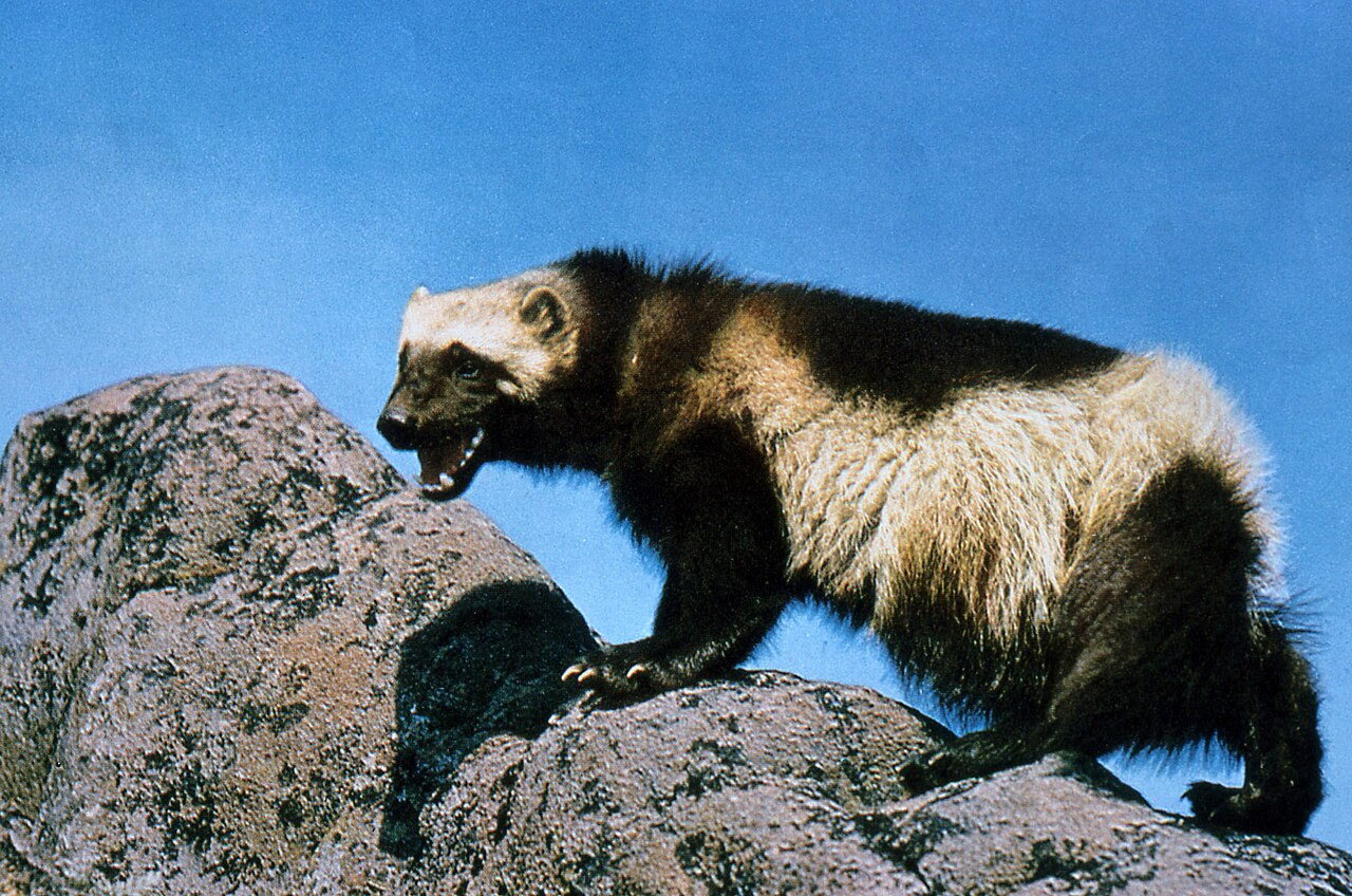 A wolverine baring its teeth while standing on a rocky outcrop
